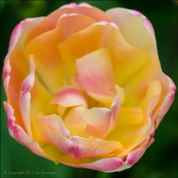 plant image 396869