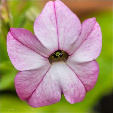 Nicotiana x sanderae 'Eau de Cologne Mix'