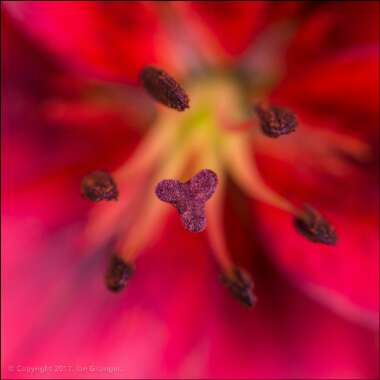 Lilium (Oriental)