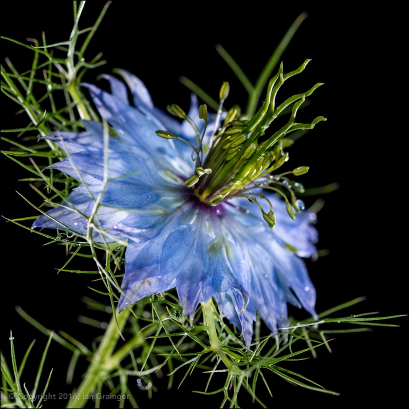 Nigella