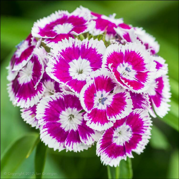 Plant image Dianthus barbatus