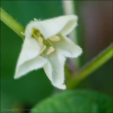 Physalis alkekengi