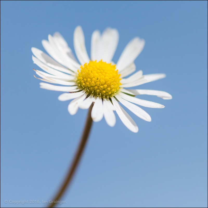 plant image 50916