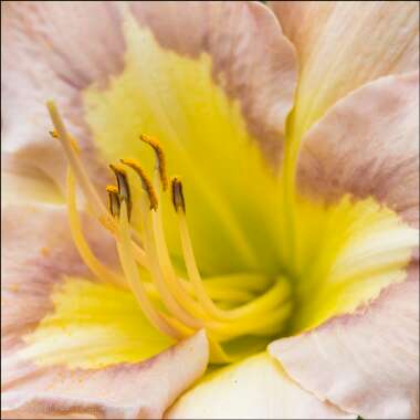 Hemerocallis
