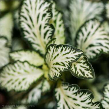 Fittonia argyroneura syn. Fittonia verschaffeltii