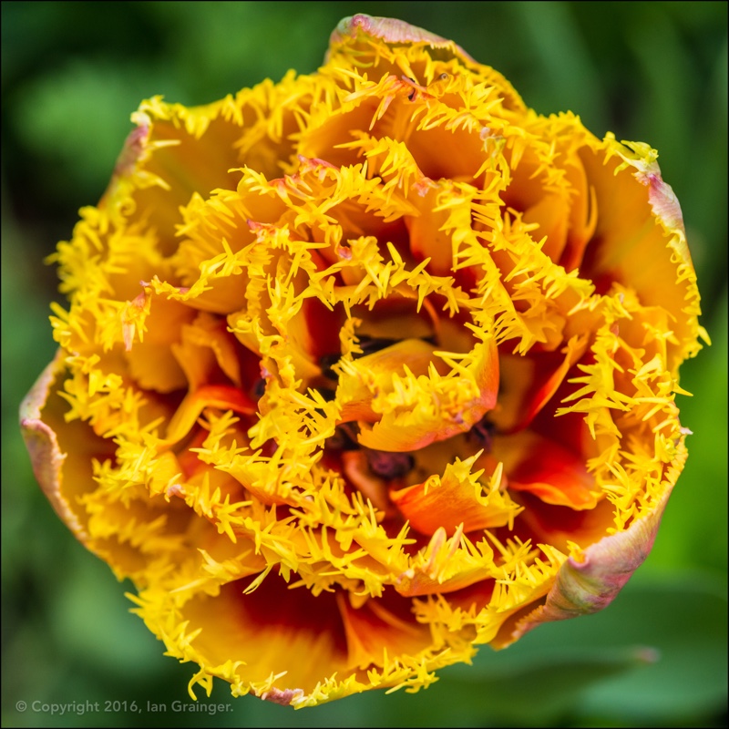 Tulipa