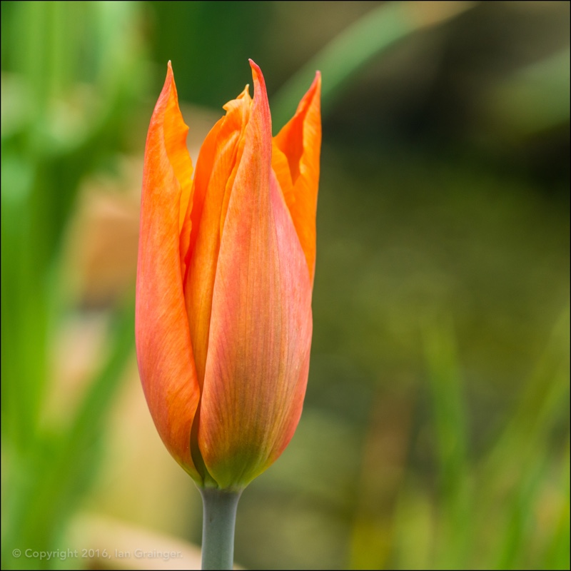 Tulipa 'Ballerina