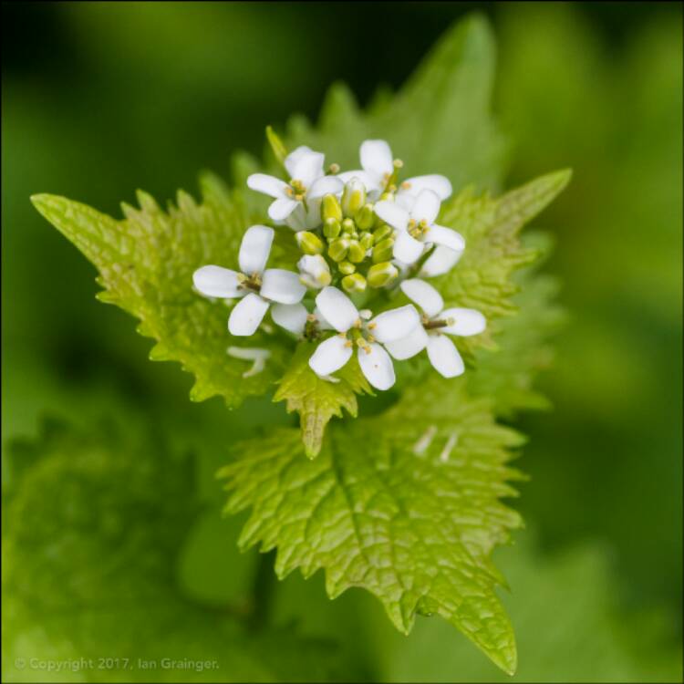 plant image 600936 plant image 600936