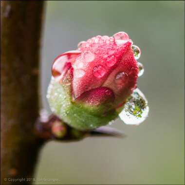 Chaenomeles