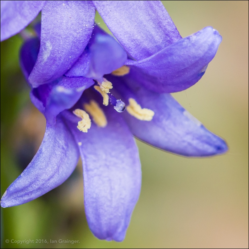 Hyacinthoides hispanica