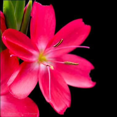 Hesperantha coccinea  syn. Schizostylis coccinea
