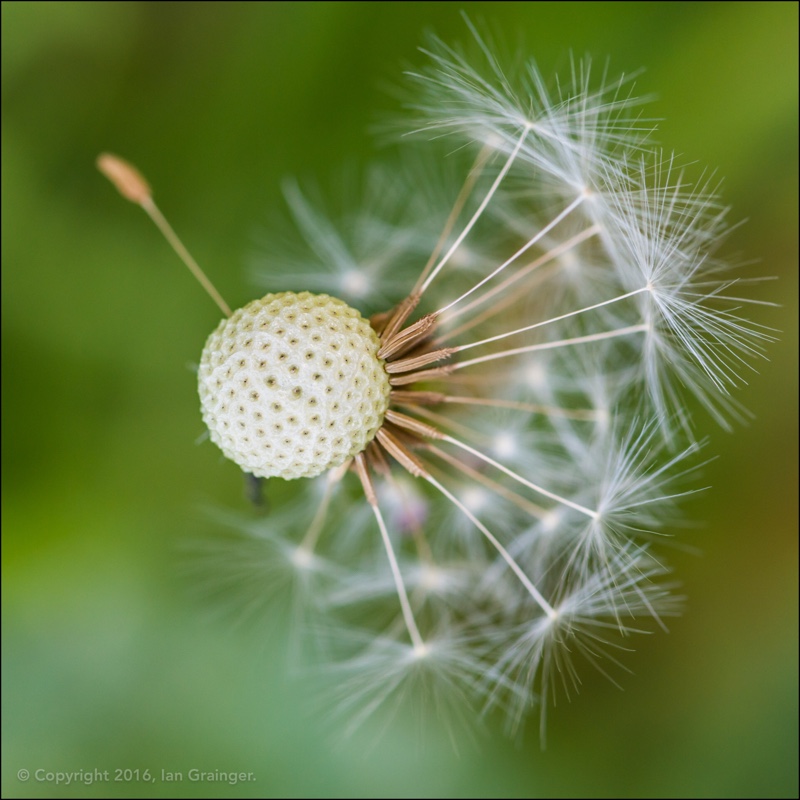 plant image 62383