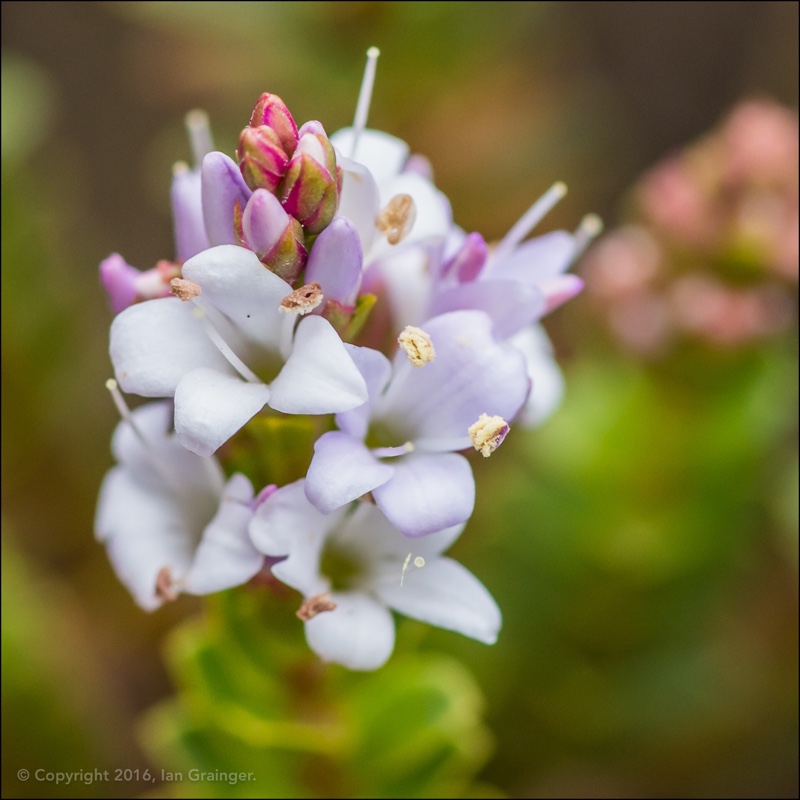 Plant image Hebe