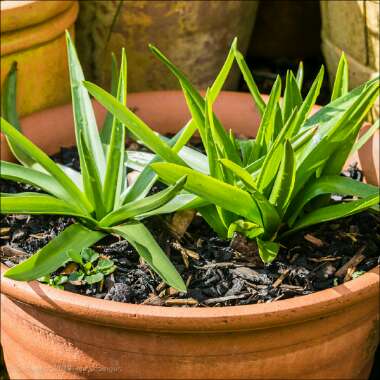 Scilla peruviana