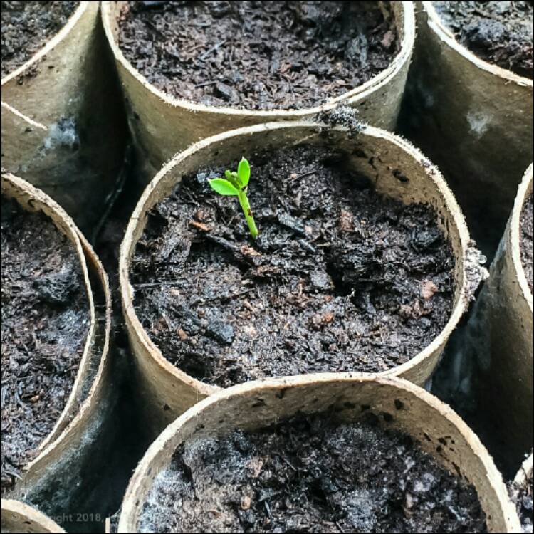 plant image 633440