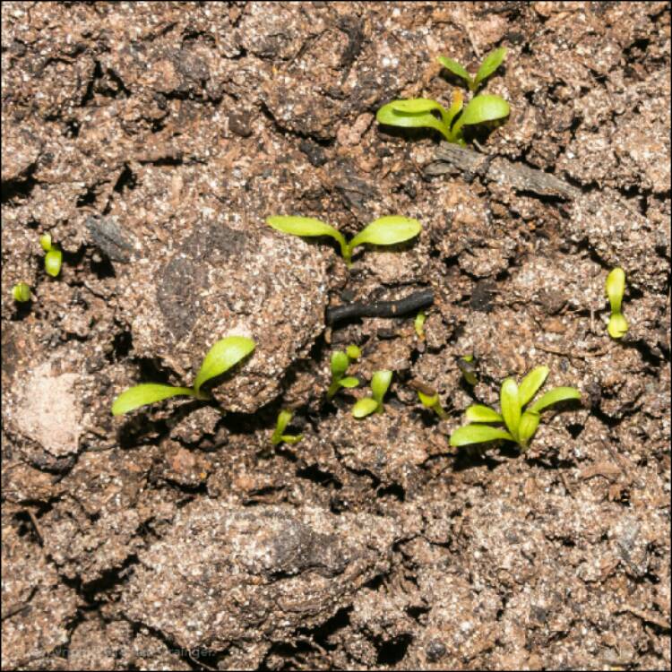 plant image 639592