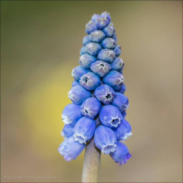Plant image Muscari armeniacum