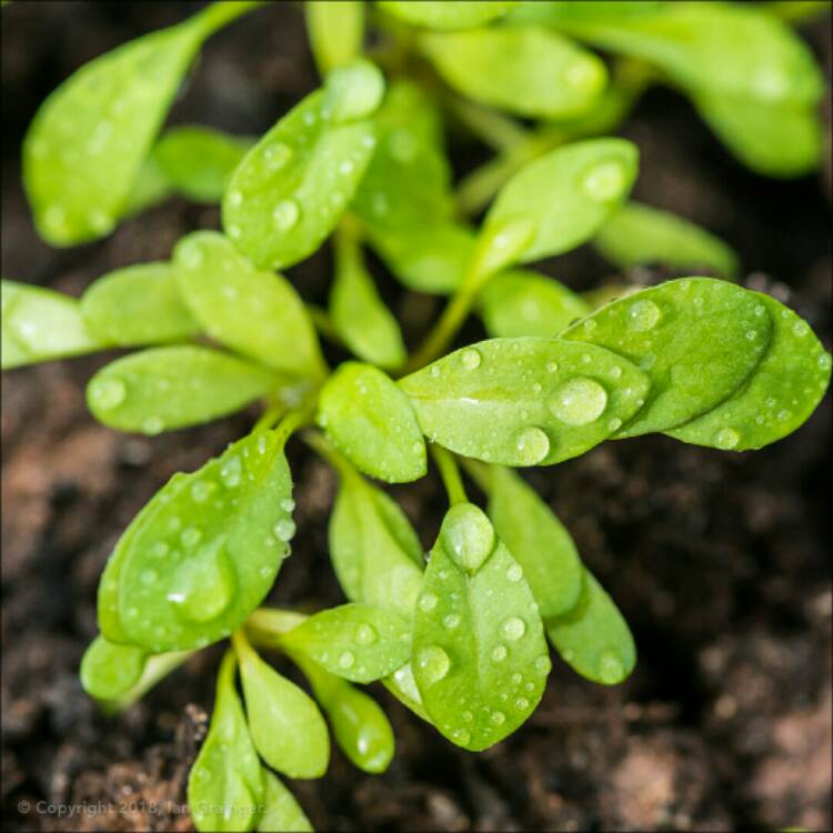 plant image 656065