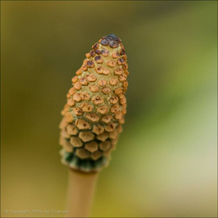 Plant image Equisetum arvense