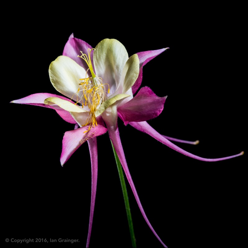 Aquilegia