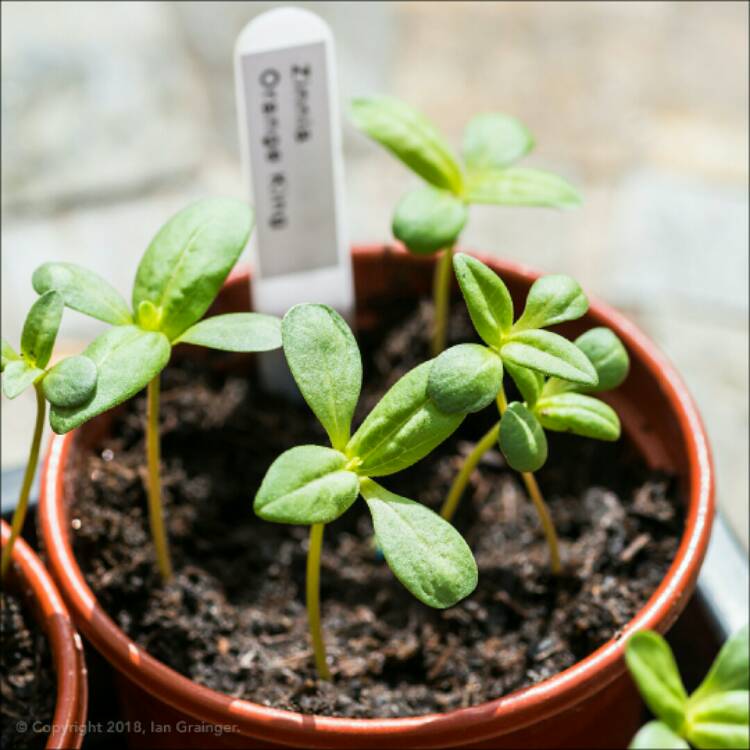 plant image 674403