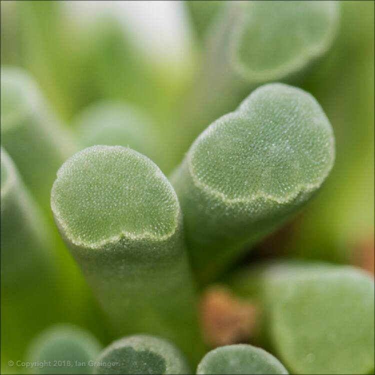 plant image 677434 plant image 677434