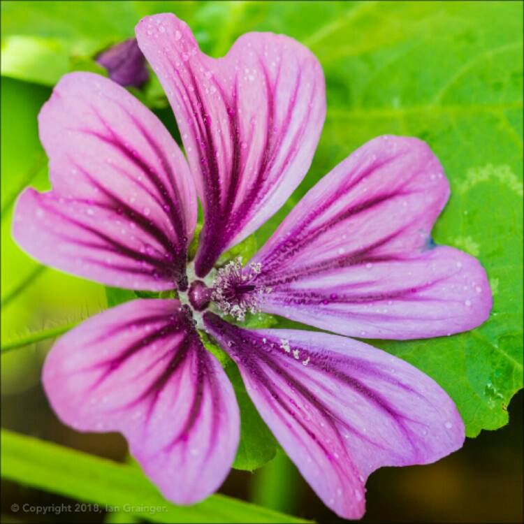 plant image 757080 plant image 757080