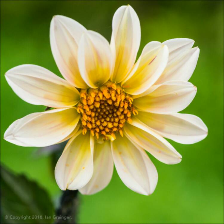 Plant image Dahlia 'Hdw79' (Happy Days Series) syn. Dahlia 'Happy Days Cream'