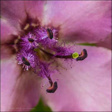 Verbascum x hybrida 'Southern Charm'