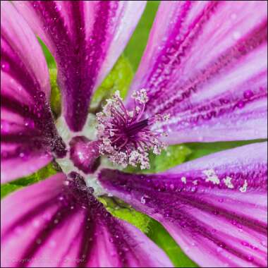 Malva Sylvestris 'Mystic Merlin'