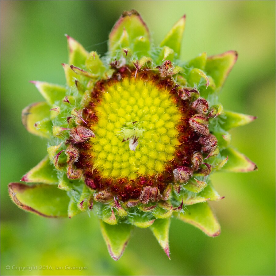 plant image 82887 plant image 82887