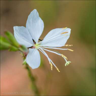 Oenothera lindheimeri 'The Bride' syn. Gaura lindheimeri 'The Bride'