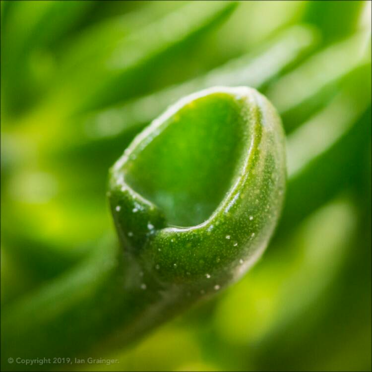 plant image 932901