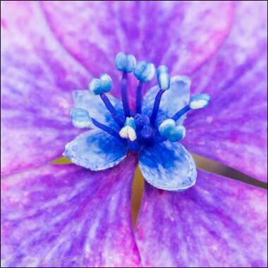 Hydrangea