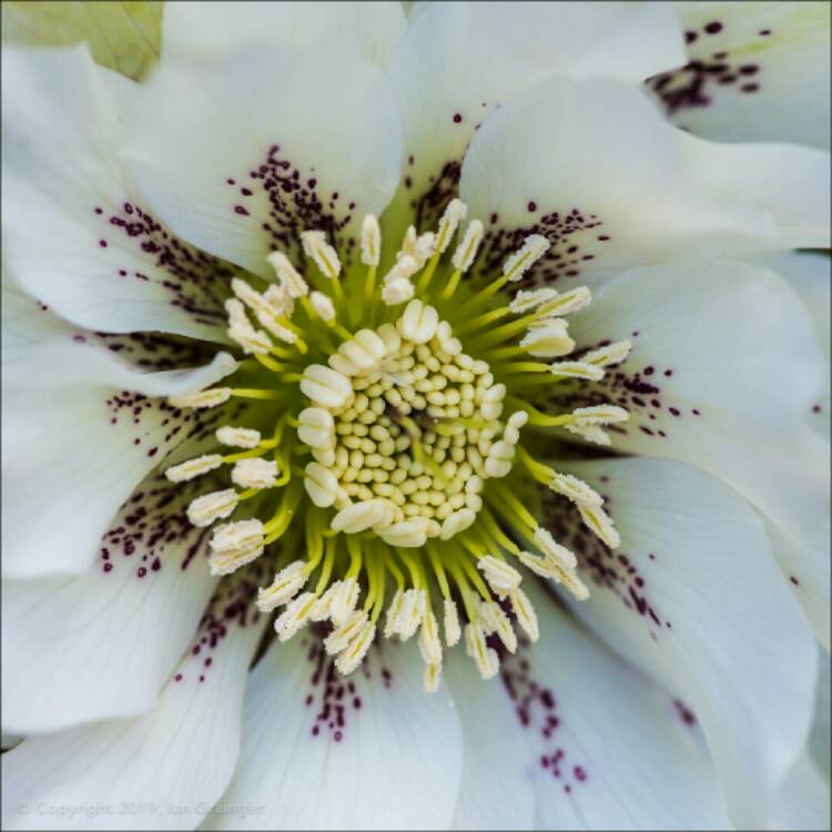 plant image 937409