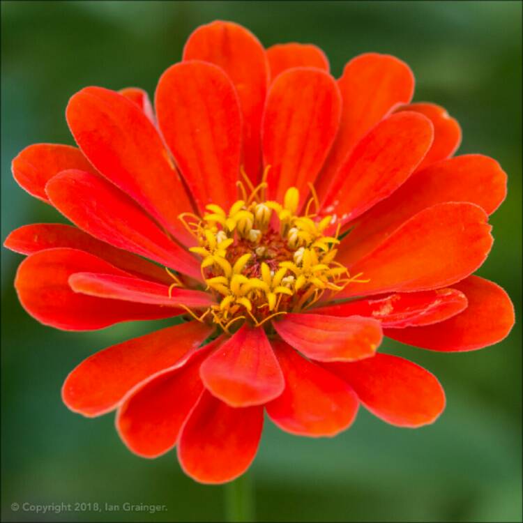 plant image 943984