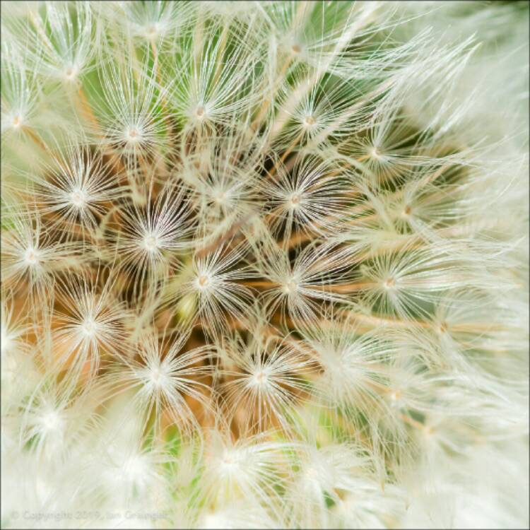 plant image 978541