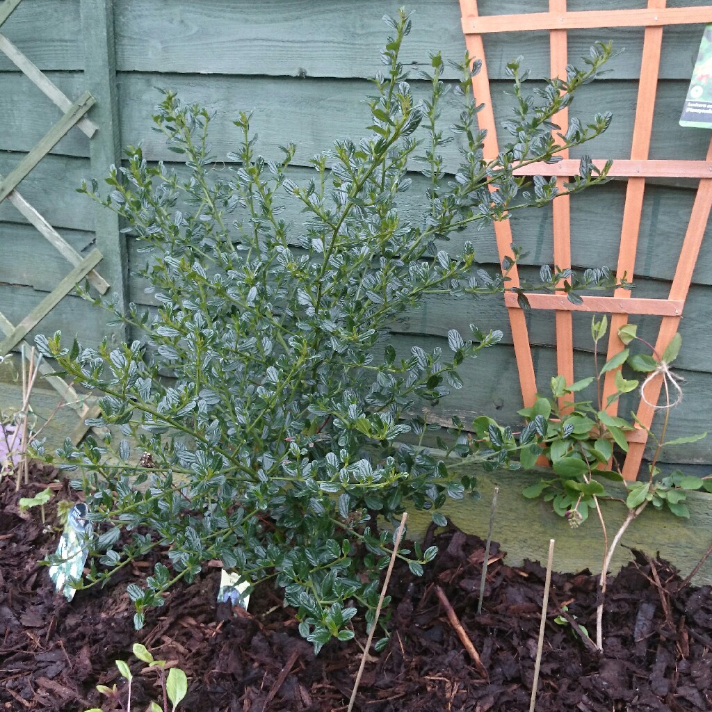 plant image 39314