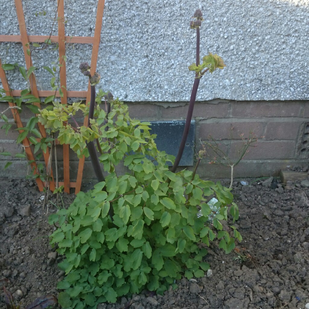 plant image 48368