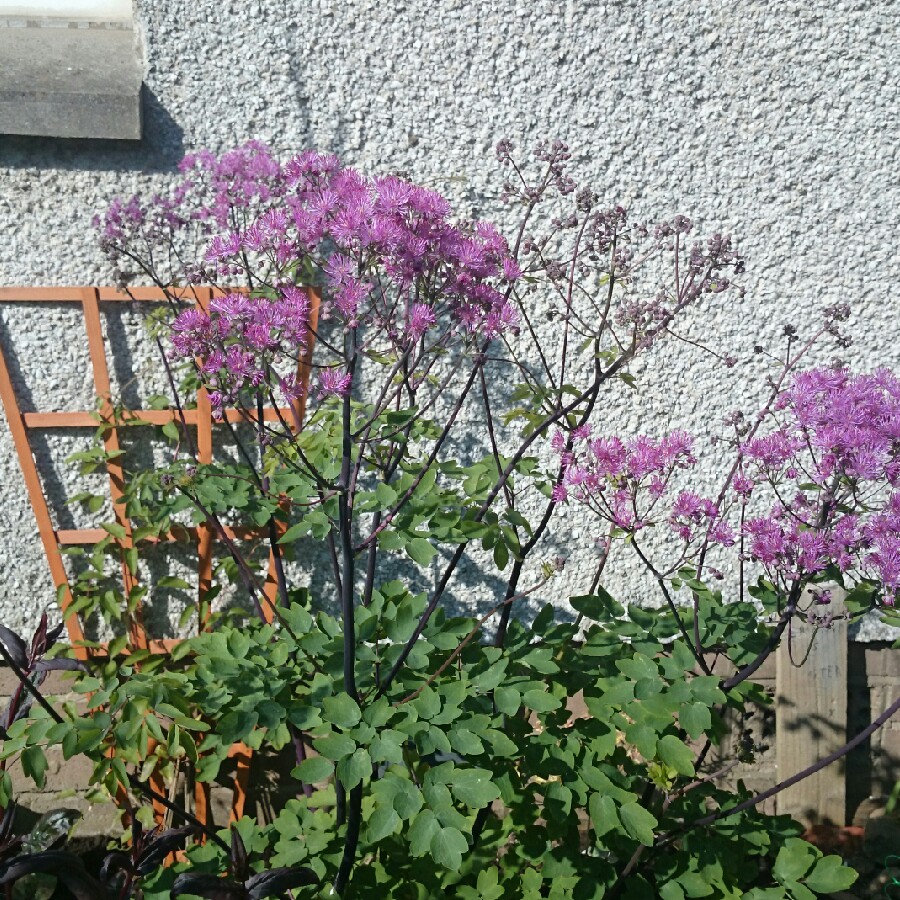plant image 86396