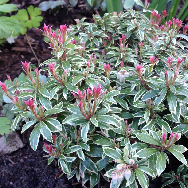 Pieris 'Forest Flame'