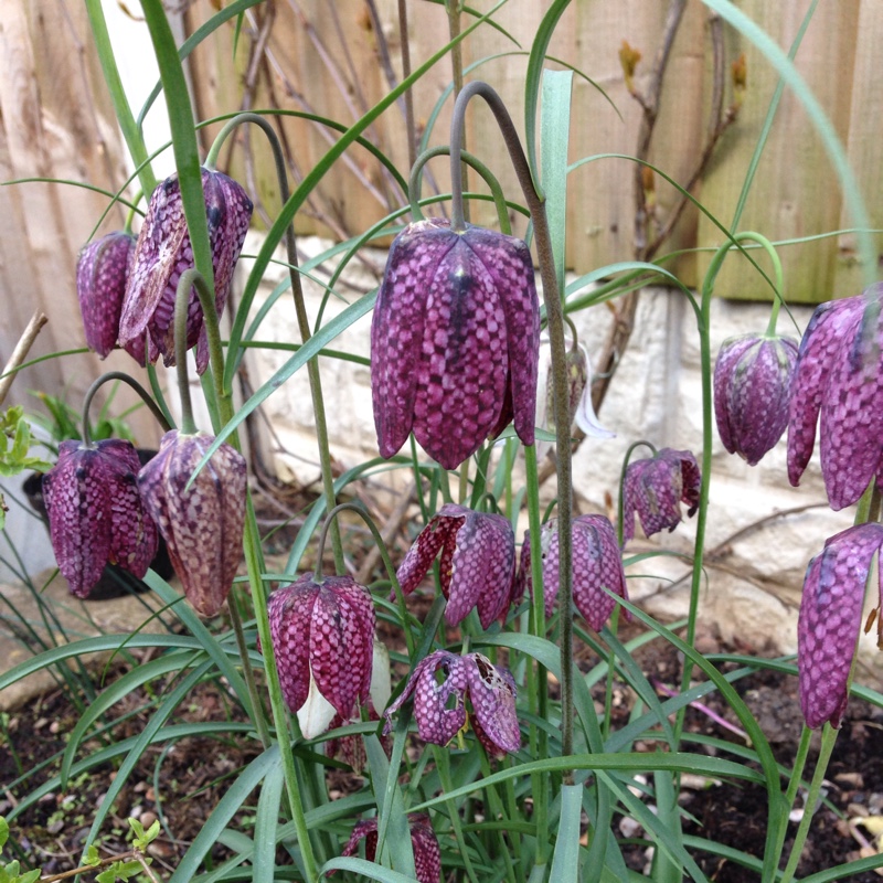 Snake's Head Fritillary