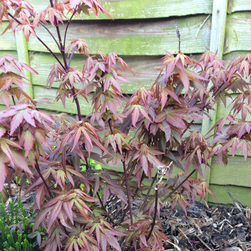Japanese Maple 'Butterfly'