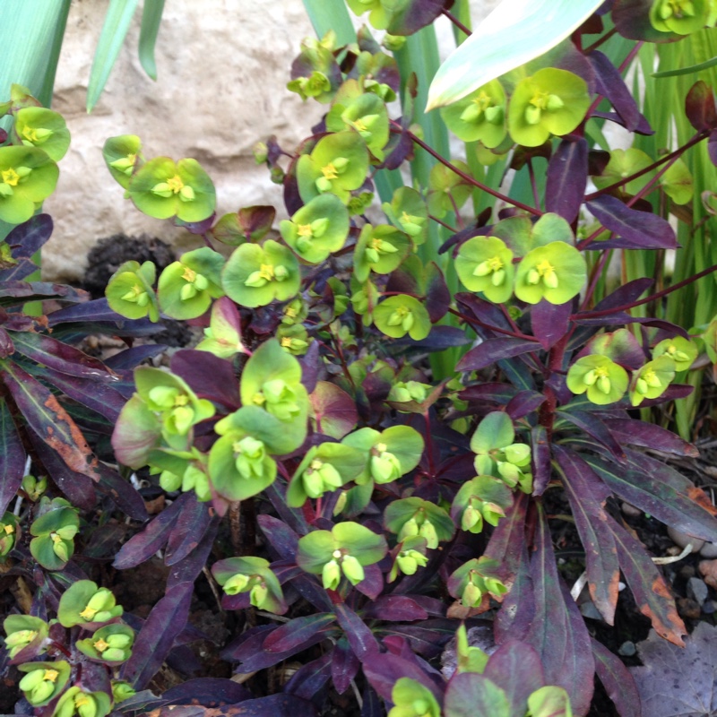 Plant image Euphorbia amygdaloides 'Purpurea' syn. Euphorbia amygdaloides 'Rubra'