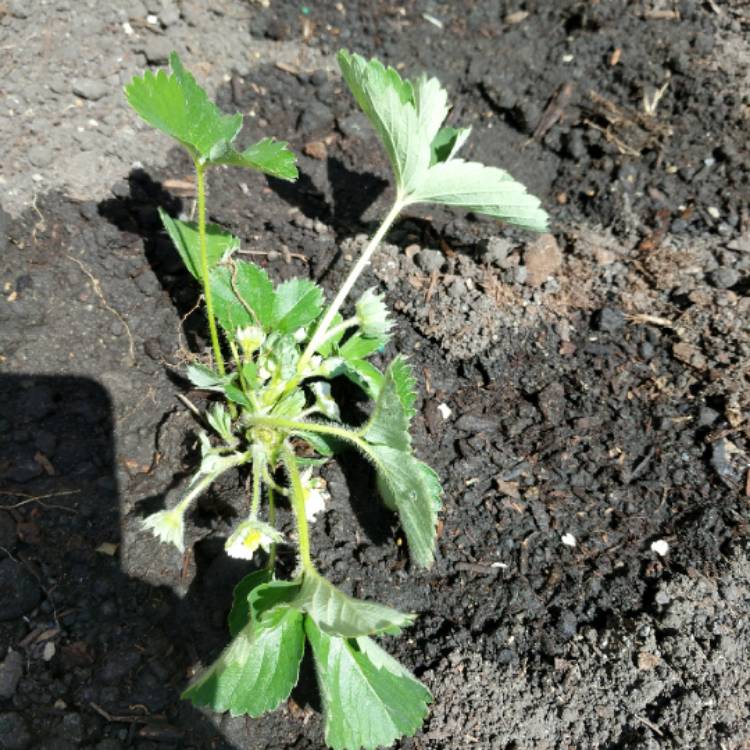 plant image 703188