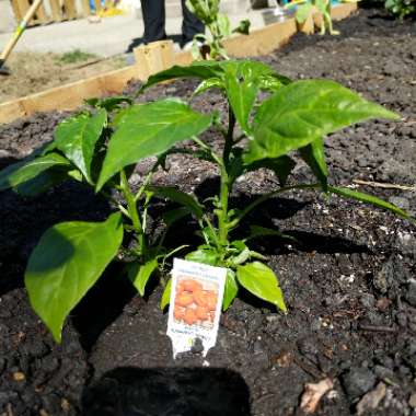 Chilli Pepper 'Habanero Orange'