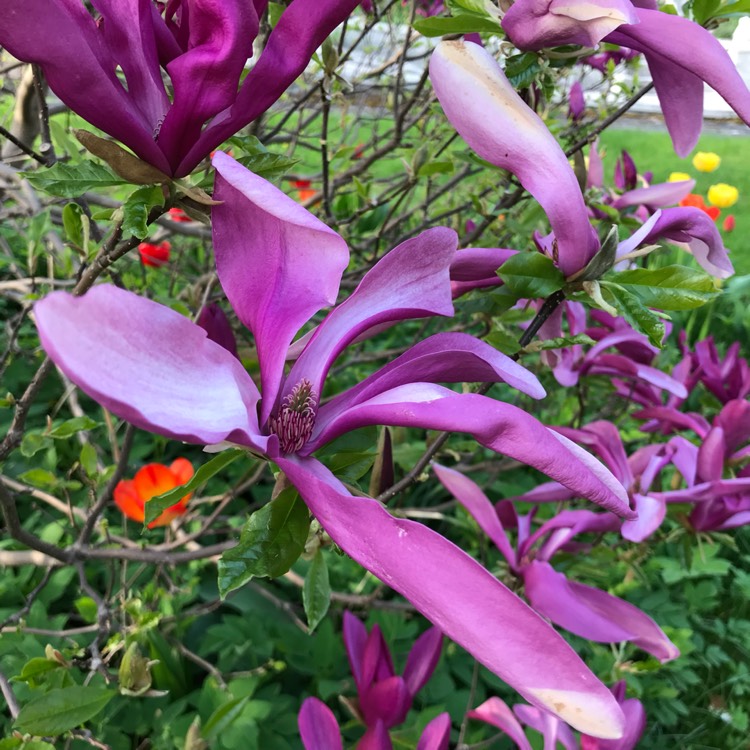 plant image 807350