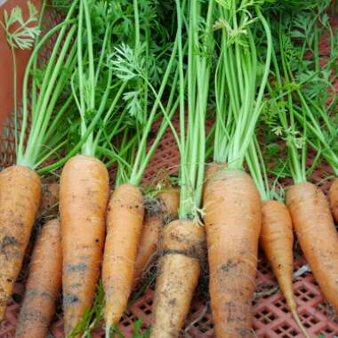 Daucus carota subsp. sativus 'St. Valery'