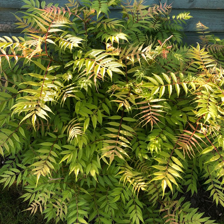 plant image 1004909 plant image 1004909