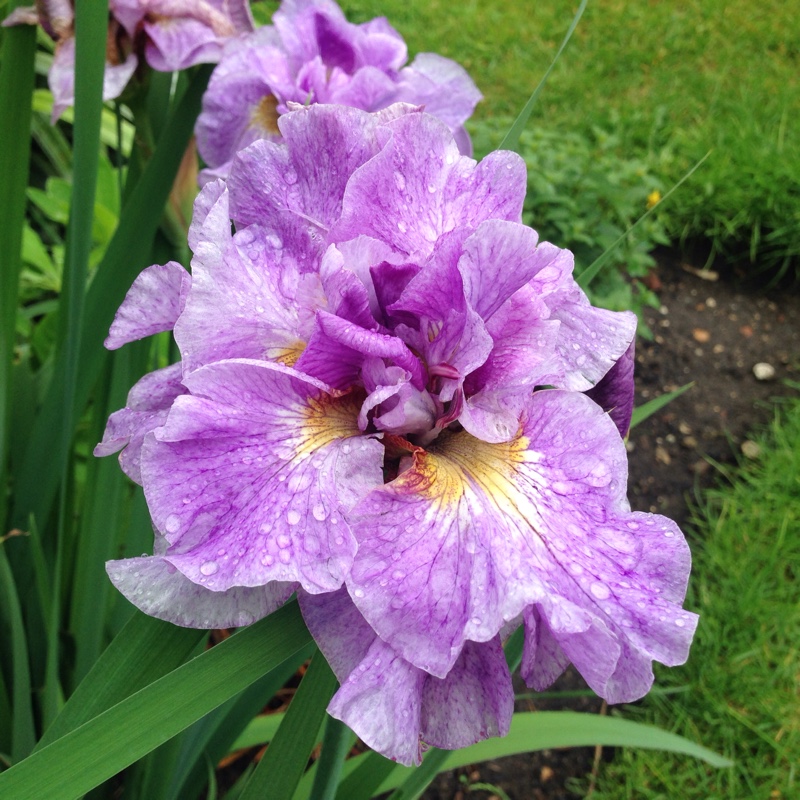 Plant image Iris sibirica 'Pink Parfait'